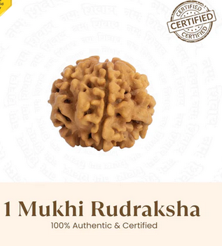 Nepal Origin 1 Mukhi Rudraksha - 17mm to 22mm (Under Developed)