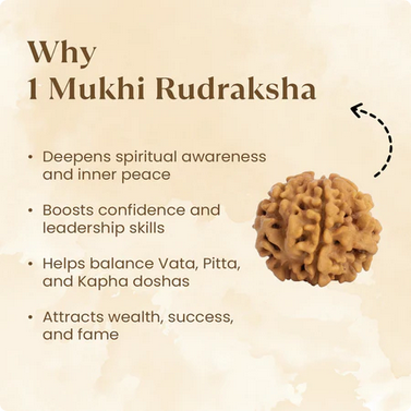 Nepal Origin 1 Mukhi Rudraksha - 17mm to 22mm (Under Developed)