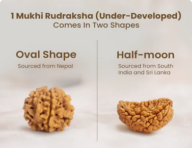 Nepal Origin 1 Mukhi Rudraksha - 17mm to 22mm (Under Developed)
