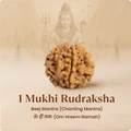 Nepal Origin 1 Mukhi Rudraksha - 17mm to 22mm (Under Developed)
