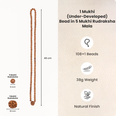 1 Mukhi (Under-Developed) Rudraksha Bead in 5 Mukhi Rudraksha Mala